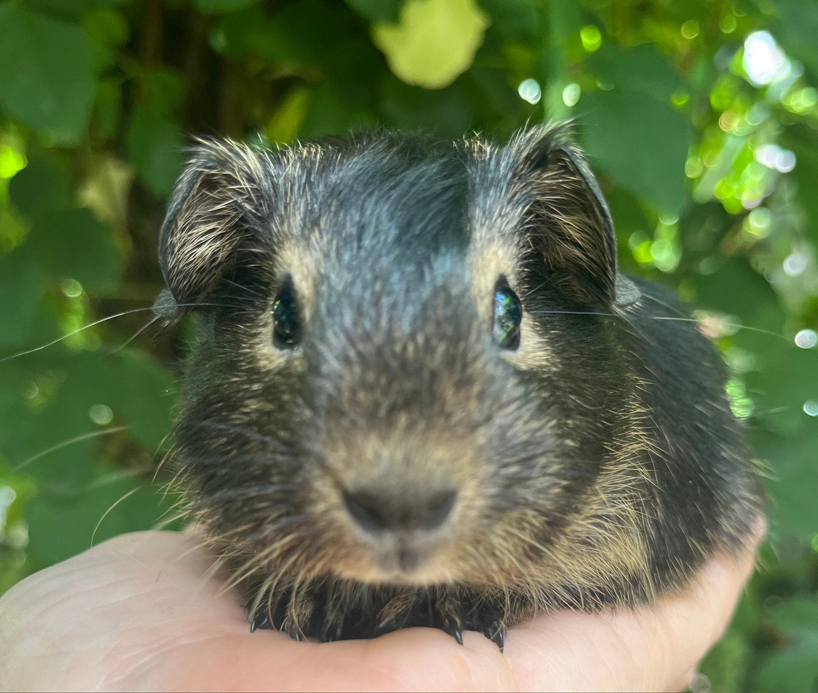 Lief Bruin otter gladharig zeugje, Dieren en Toebehoren, Cavia, Juli, Vrouwelijk, Tam