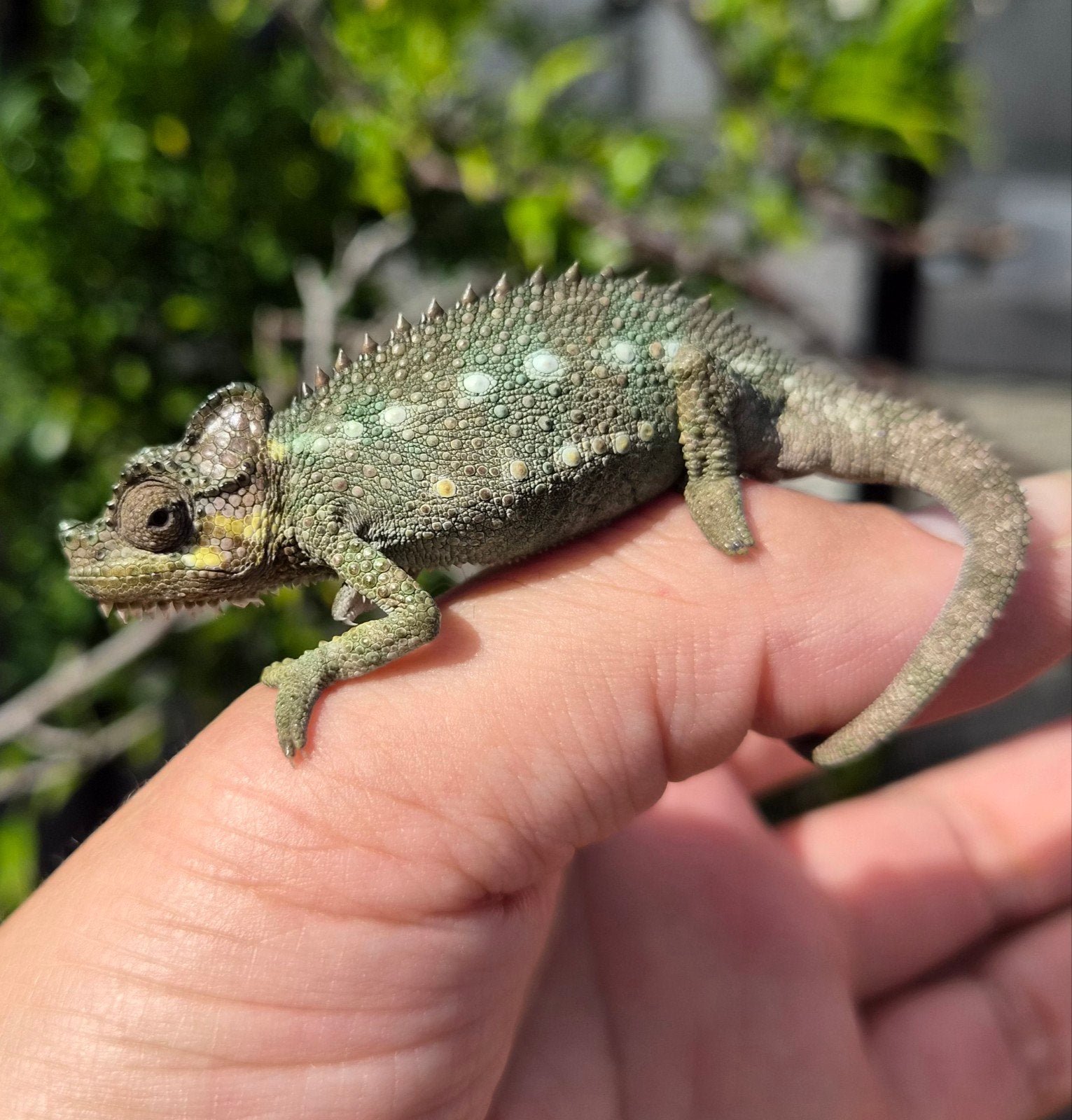 Helmkameleon (Trioceros Hoehnelii) nakweek Chameleon photo 5