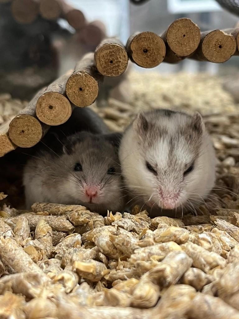 Chinese dwerghamsters | Goed tam te maken | Jonge hamsters