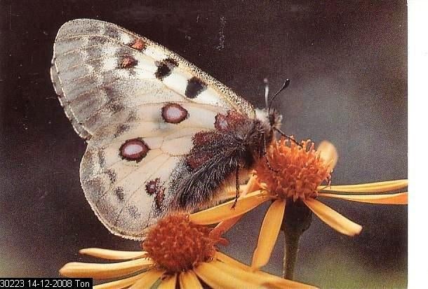 Ansichtkaart	Vlinder		Parnassius Phoebus, Verzenden, 1960 tot 1980, Ongelopen, Overige soorten