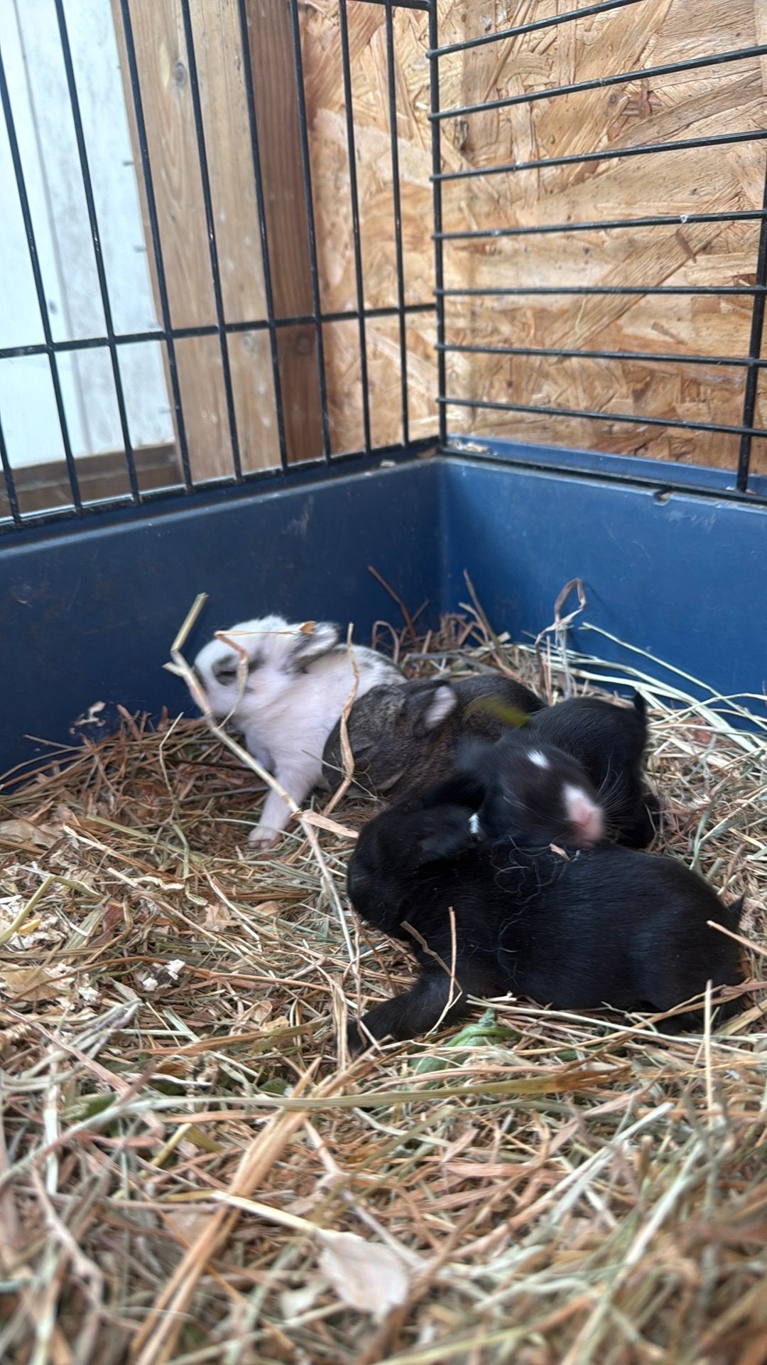 Mooi baby konijn zij 9 dagen oud, Dieren en Toebehoren, Knaagdieren, Overige typen, Tam, Juli, Geslacht onbekend