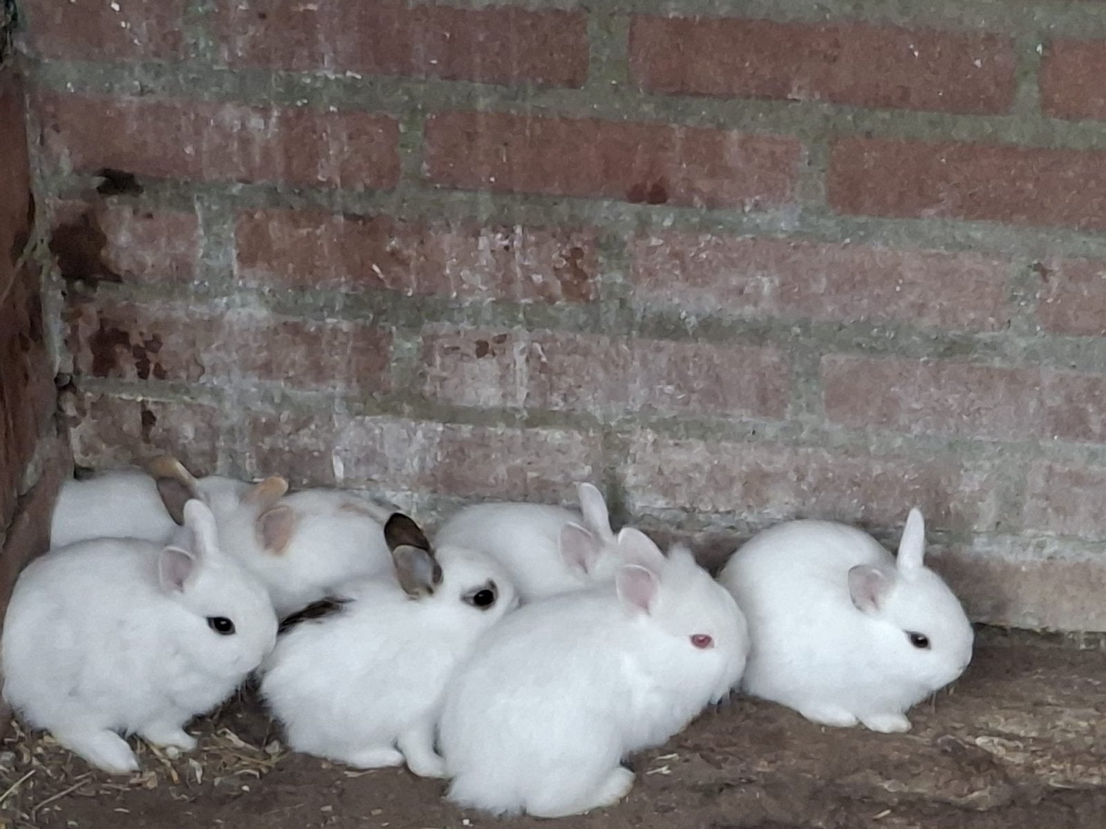 Konijnen leuk. Mannetjes en vrouwtjes, Dieren en Toebehoren, Konijnen, Meerdere dieren