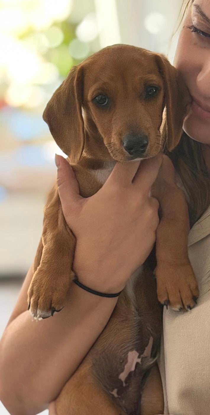 De mooiste, super vrolijke Dwerg Teckel Pup, België, Particulier, 8 tot 15 weken, Korthaar
