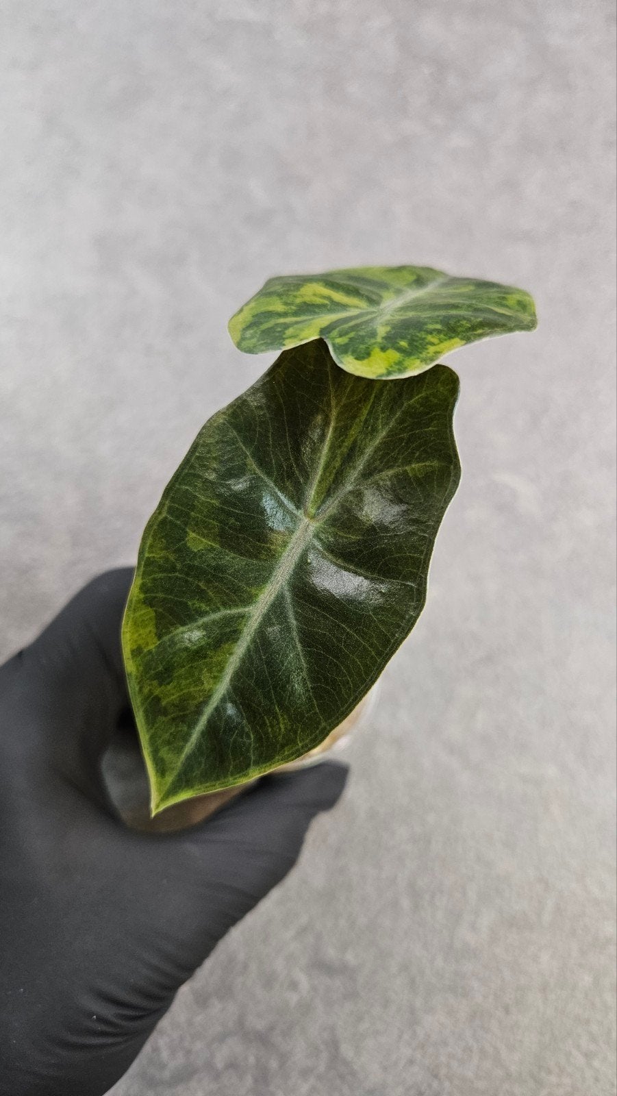 Alocasia Pseudo Sanderiana Aurea Variegata, Ophalen of Verzenden, Halfschaduw, Minder dan 100 cm