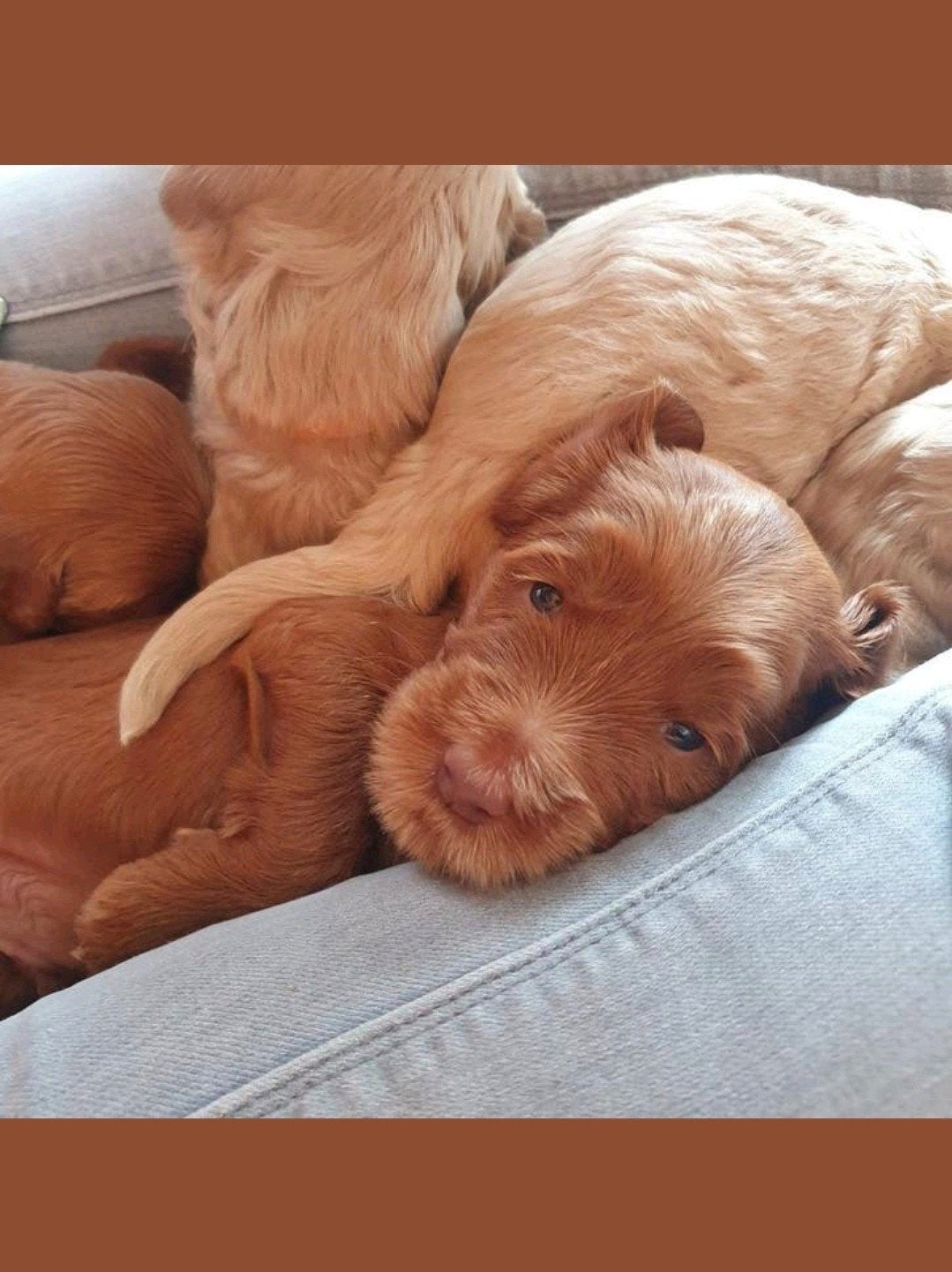 AUSTRALIAN COBBERDOG Pups, Dieren en Toebehoren, Parvo, Overige rassen, 8 tot 15 weken, Meerdere