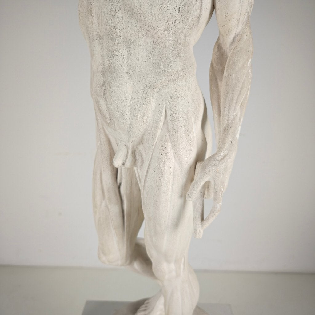 Écorché anatomisch model – gipsen sculptuur, Ophalen of Verzenden