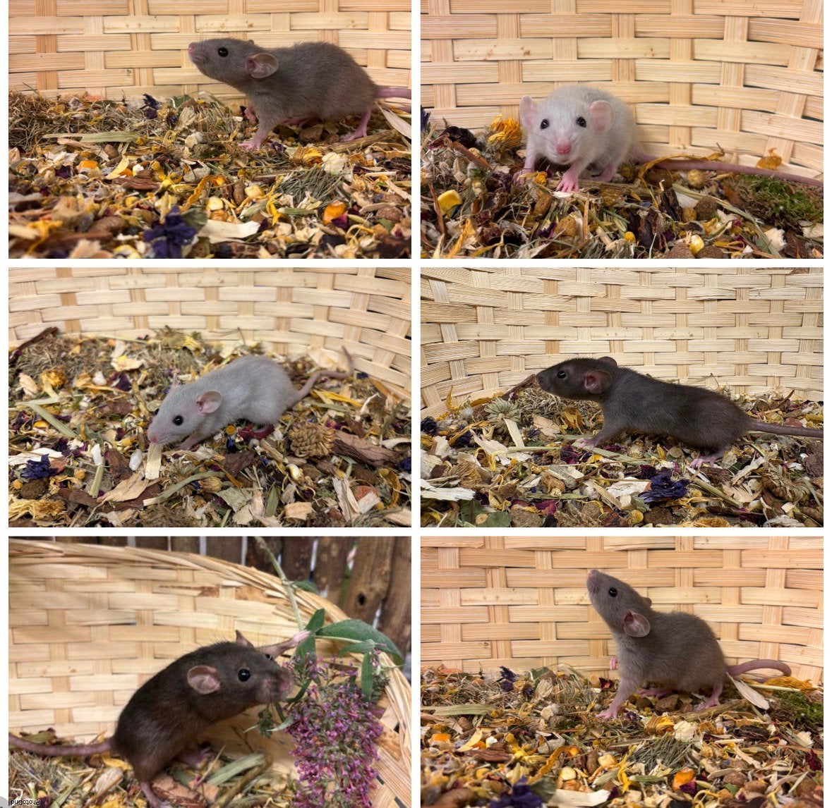 Lieve tamme dwergratten ( direct van de fokker)vrouw, Dieren en Toebehoren, Knaagdieren, Rat, Juli, Vrouwelijk, Tam