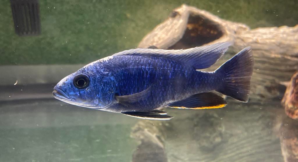 Cichlide Sciaenochromis fryeri, Dieren en Toebehoren, Vissen | Aquariumvissen, Vis