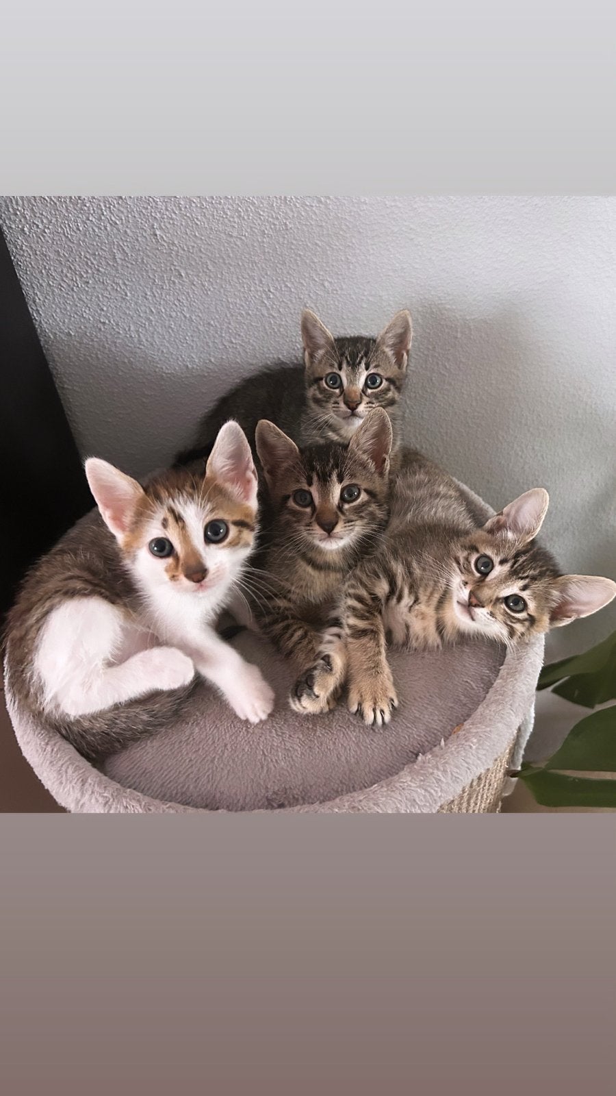 Kittens europees korthaar, Meerdere dieren, Kortharig, 0 tot 2 jaar