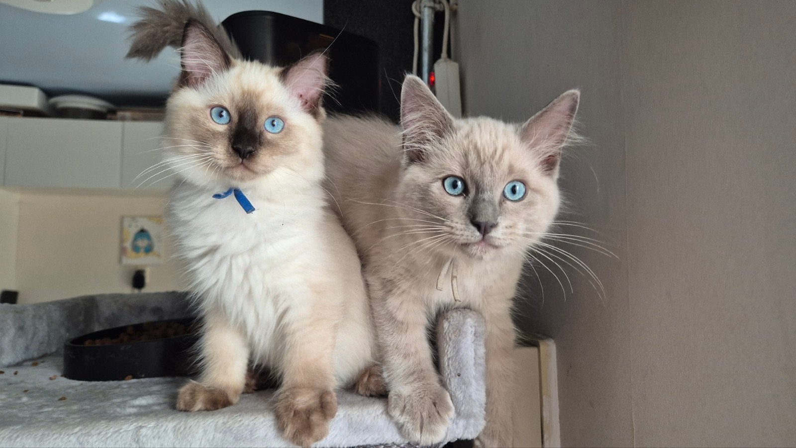 Ragdoll kittens, Meerdere dieren