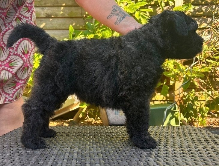 Bouvier des Flandres pups, Bouvier, Parvo, 8 tot 15 weken, Meerdere