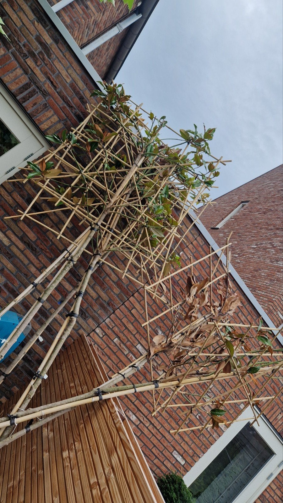 Leimagnolia 200 cm
Magnolia grandiflora ‘Galissonière’, Tuin en Terras, Ophalen, Vaste plant, Overige soorten