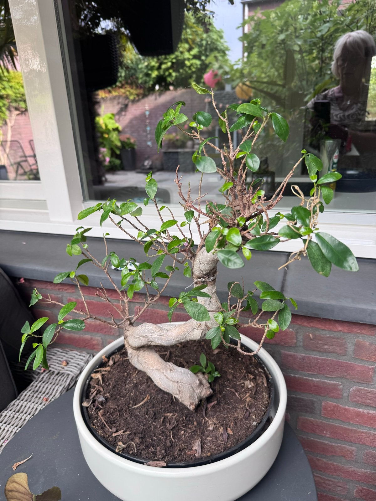 Bonsai Ficus in witte pot - Unieke vorm, Ophalen, Overige soorten, Struik, Minder dan 100 cm