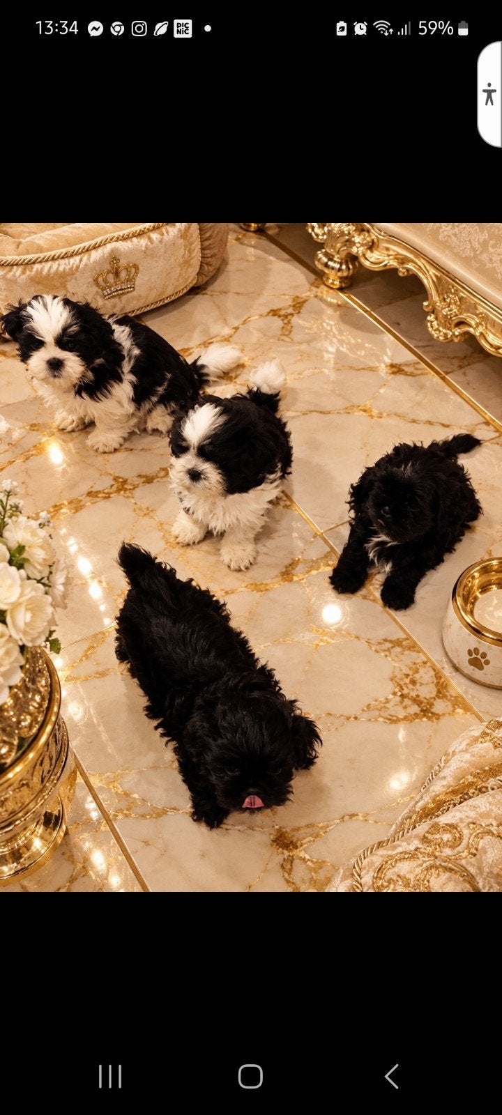 Prachtige raszuivere shih tzu pups, 8 tot 15 weken, CDV (hondenziekte), Meerdere, Nederland