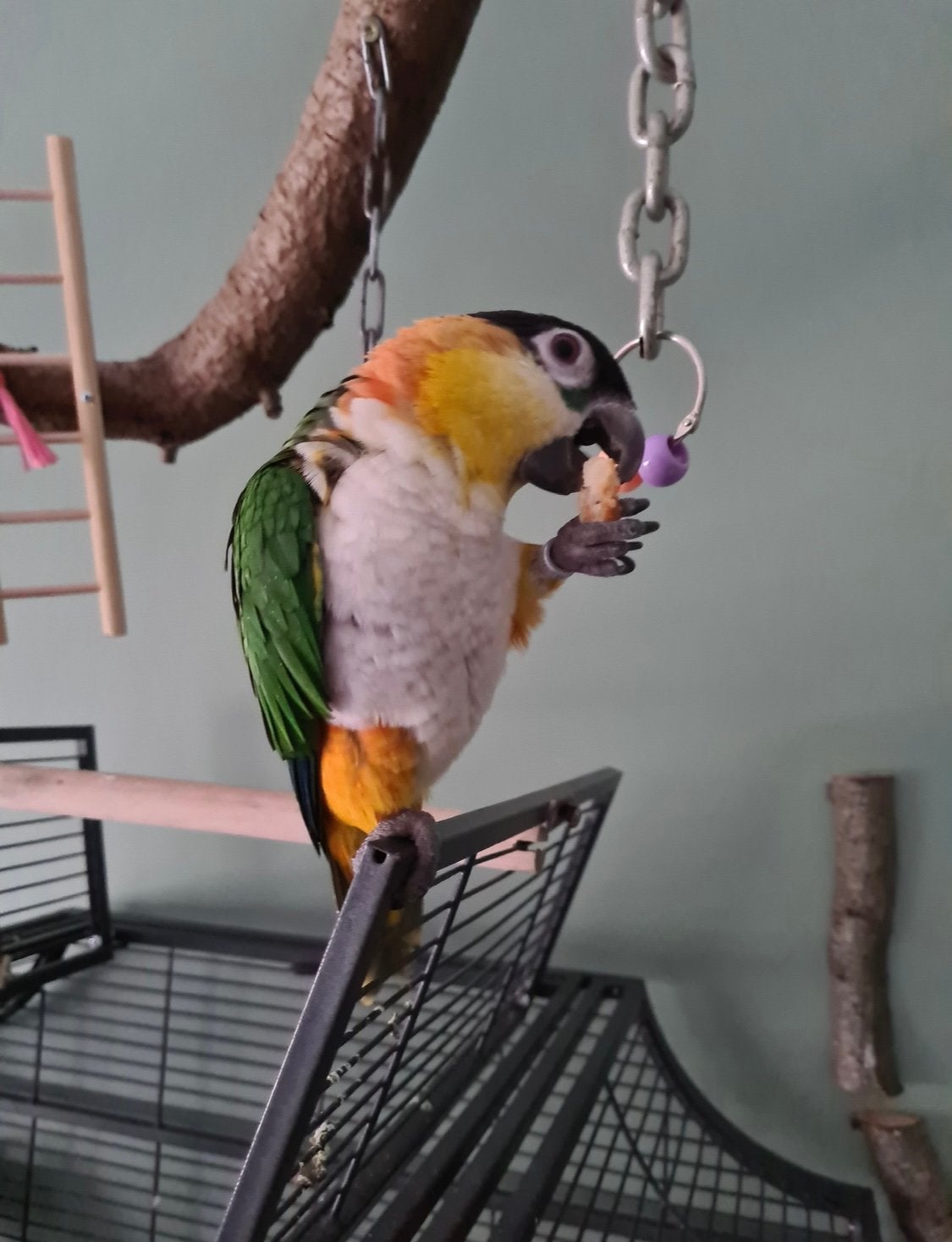 Zoek zwartkop caique Pop volwassen, Vrouwelijk, Papegaai, Tam
