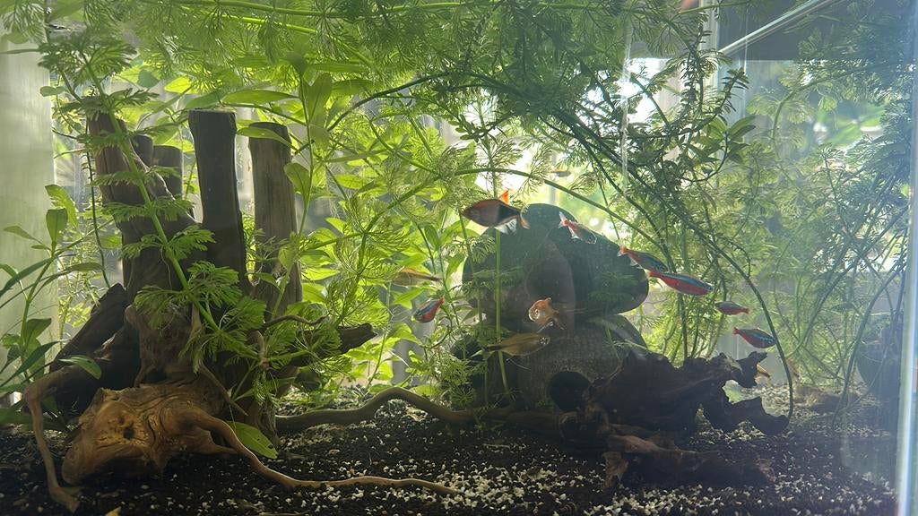 Super Fish Home 60 gevuld aquarium met meubel, Ophalen, Gebruikt, Inclusief vissen, Gevuld zoetwateraquarium