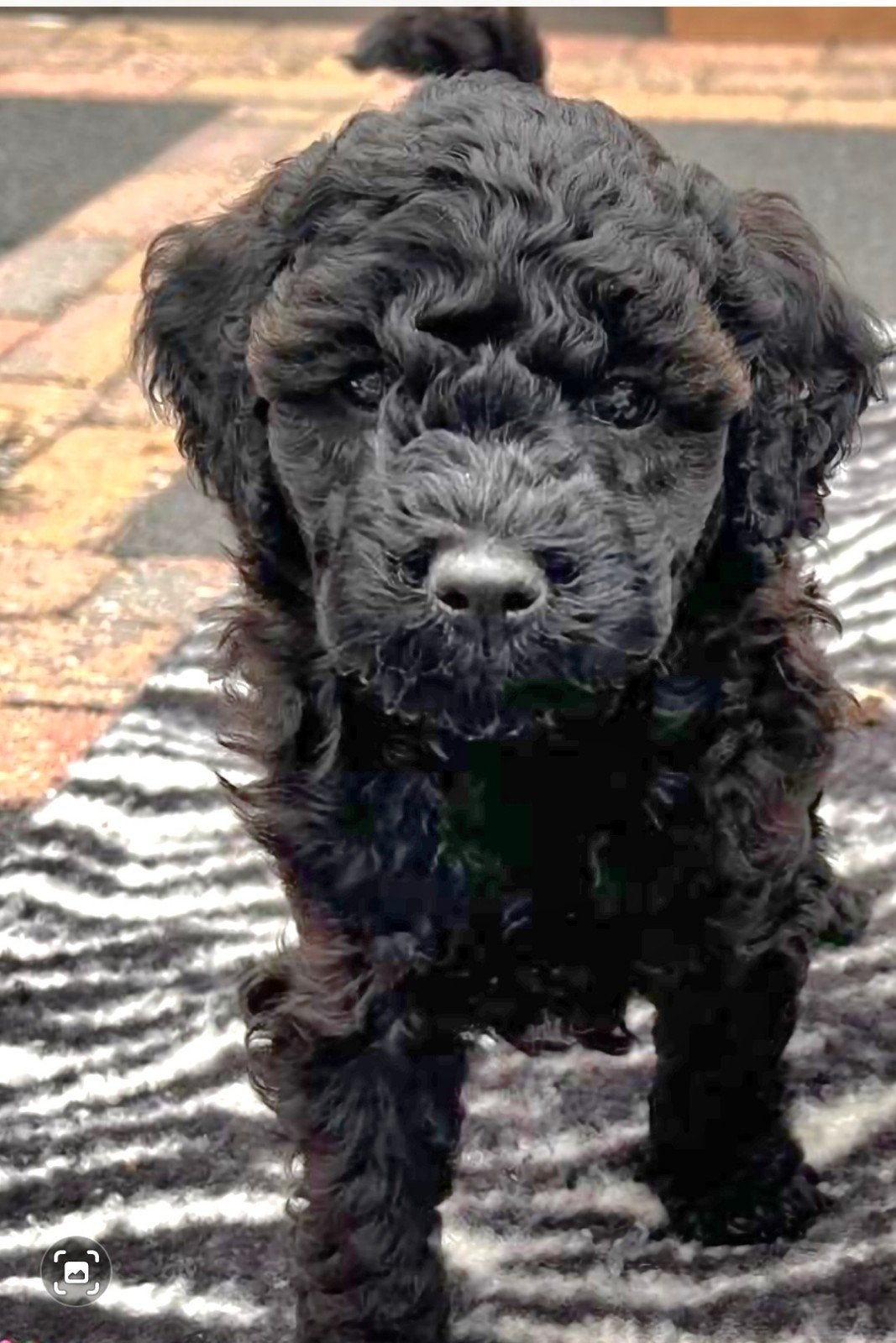 Mini labradoodle pup, Dieren en Toebehoren, Honden | Retrievers, Spaniëls en Waterhonden, Overige rassen, 8 tot 15 weken, CDV (hondenziekte)