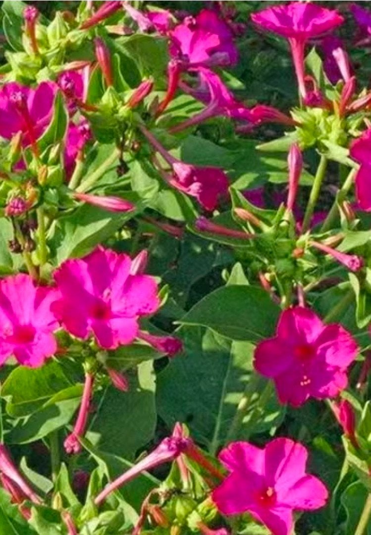 Zaden ruilen Nachtschone Wonderbloem (Mirabilis jalapa), Ophalen of Verzenden, Najaar, Volle zon, Zaad