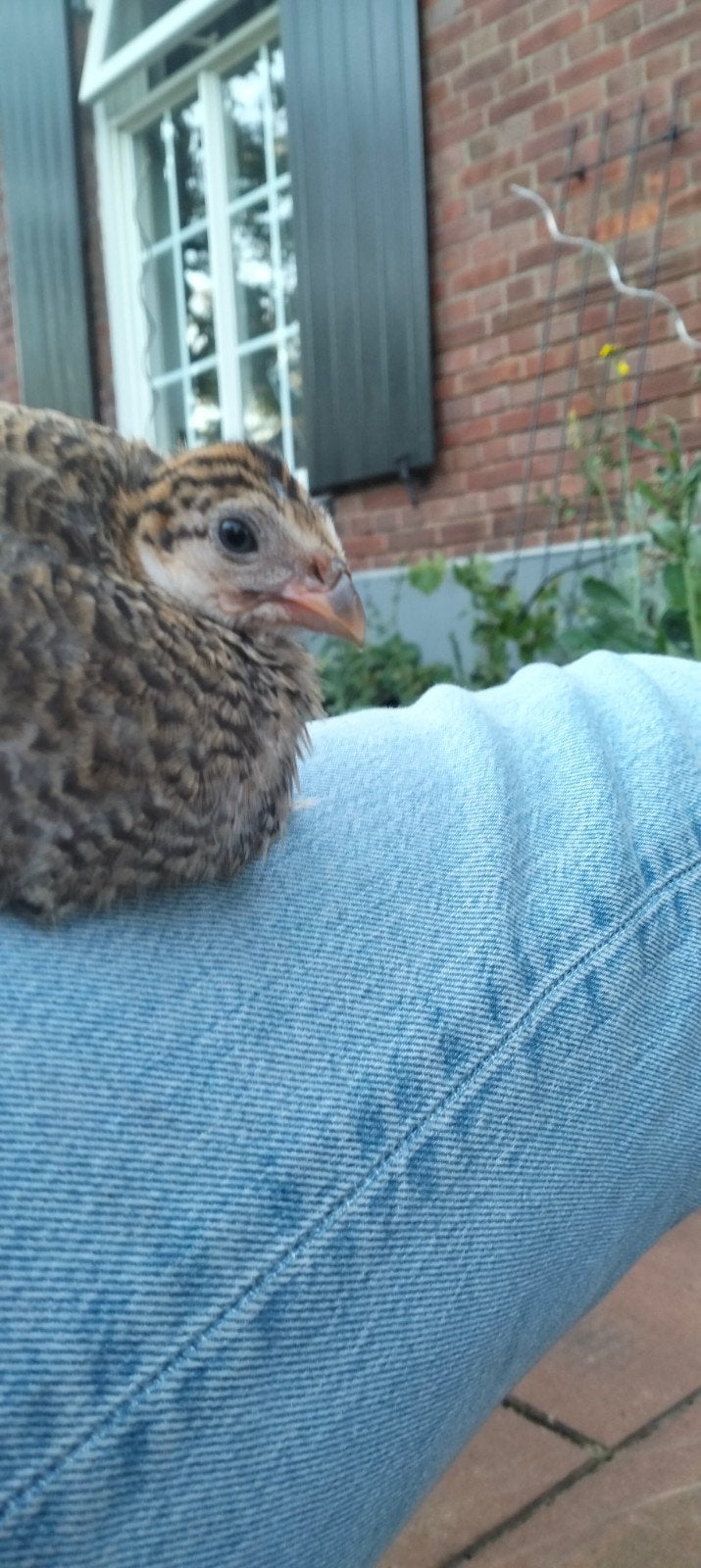 Jonge kneuterige parelhoenders, Dieren en Toebehoren, Pluimvee, Meerdere dieren, Eend