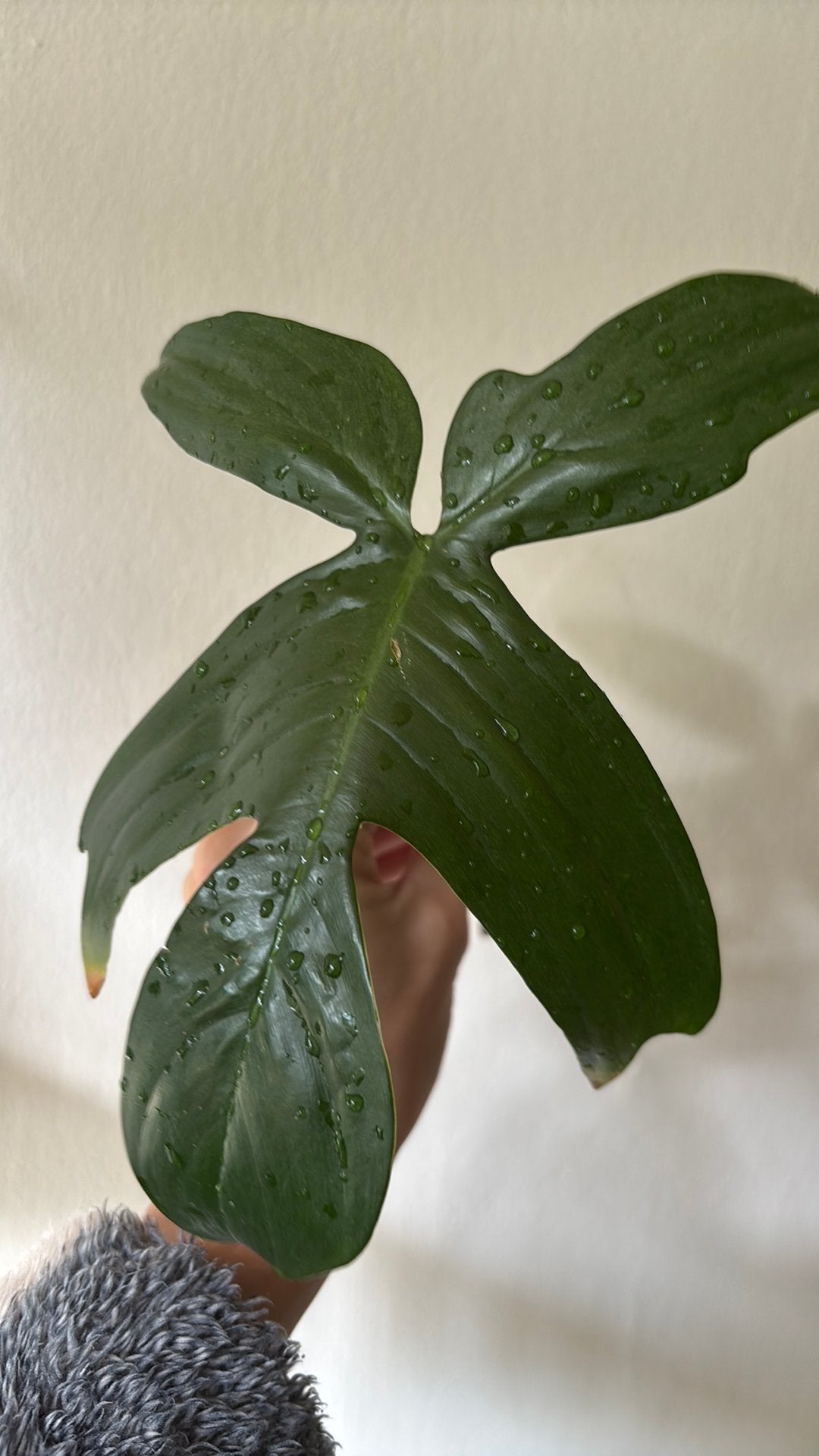 Philodendron Florida Ghost stek, Groene kamerplant, Ophalen of Verzenden, Halfschaduw, Minder dan 100 cm