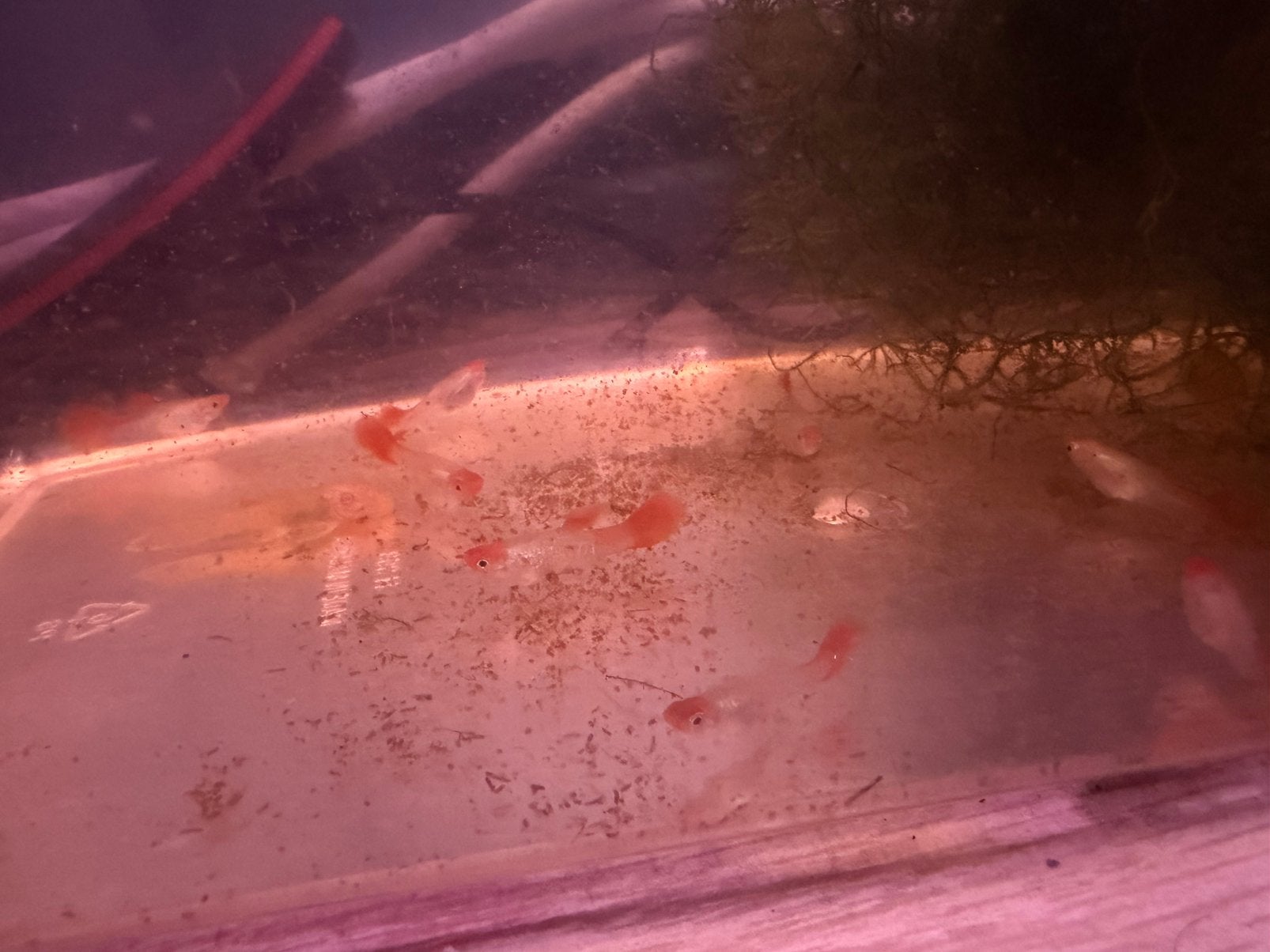 Raszuivere Redcap Snakeskin (Koi) guppen, Dieren en Toebehoren, Vissen | Aquariumvissen, Vis, Zoetwatervis