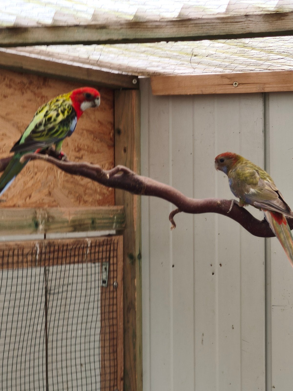 Koppel prachtrosella, Dieren en Toebehoren, Meerdere dieren, Parkiet