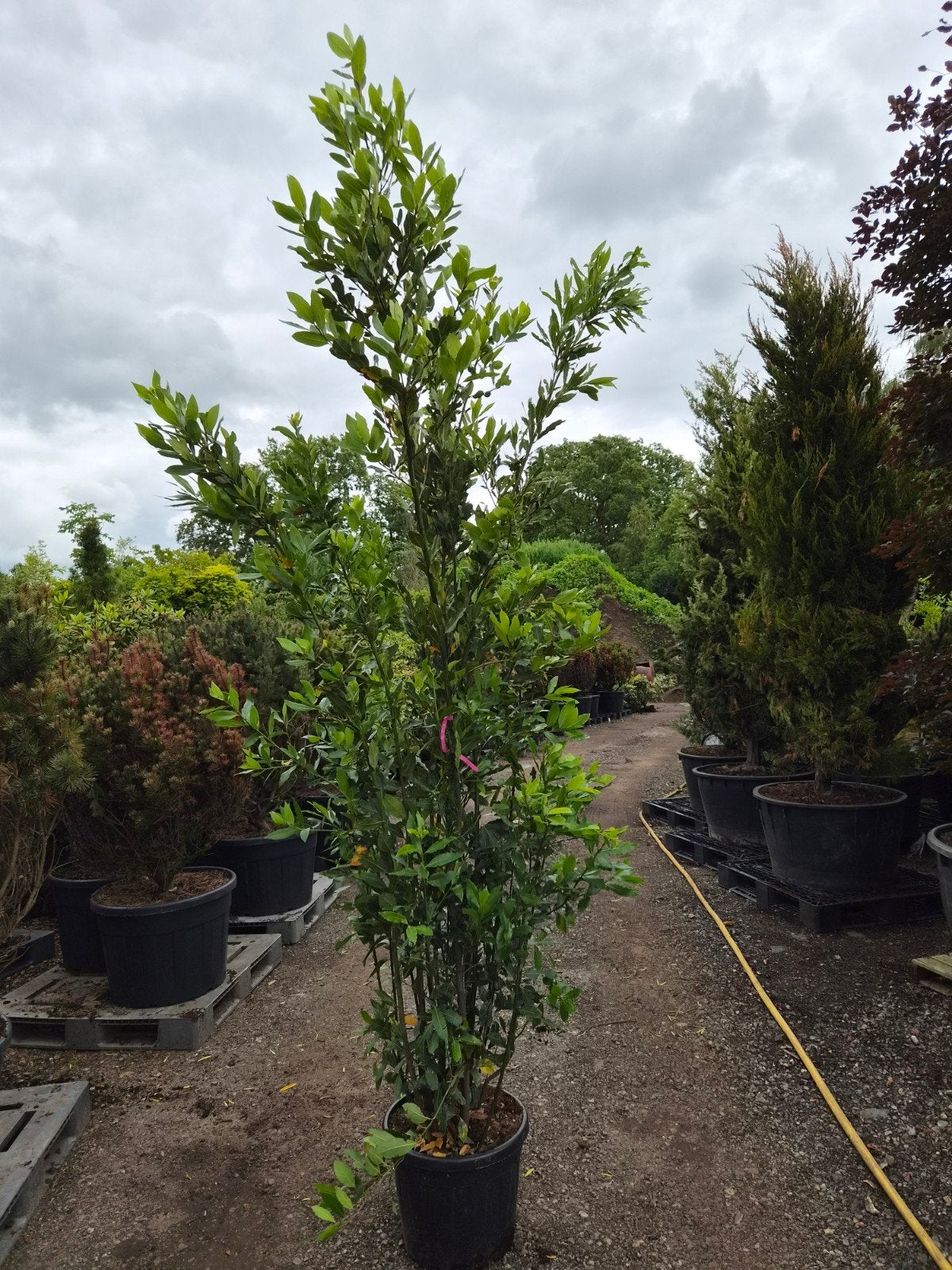 Grote Keukenlaurier (Laurus nobilis) XXL  Verse Kruidenplant, Ophalen, Volle zon, Vaste plant, Kruiden