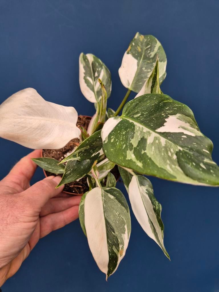 Philodendron White Princess p12 (10), Ophalen of Verzenden, Halfschaduw, Minder dan 100 cm