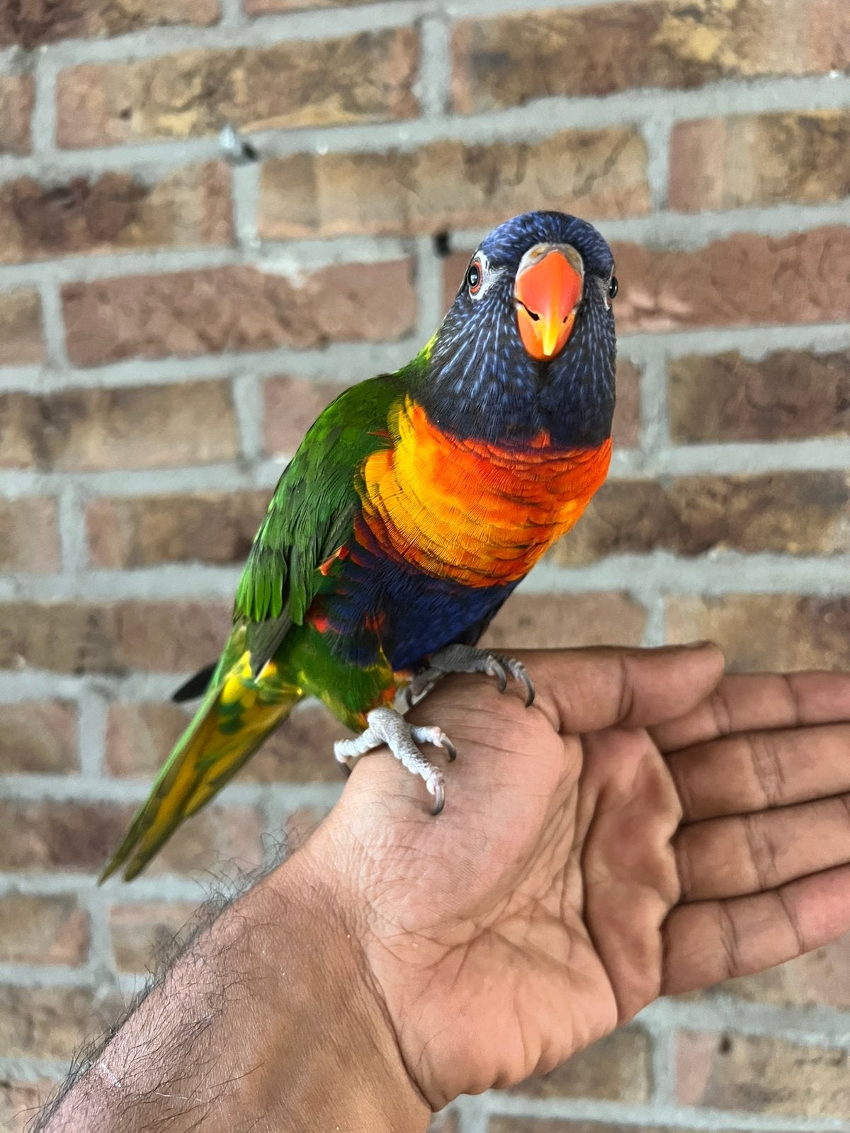 Pratende Lori van de Blauwe Bergen 2019, Mannelijk, Papegaai, Pratend