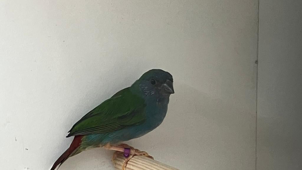 Te koop: forbes papegaai amadines pop, Dieren en Toebehoren, Meerdere dieren