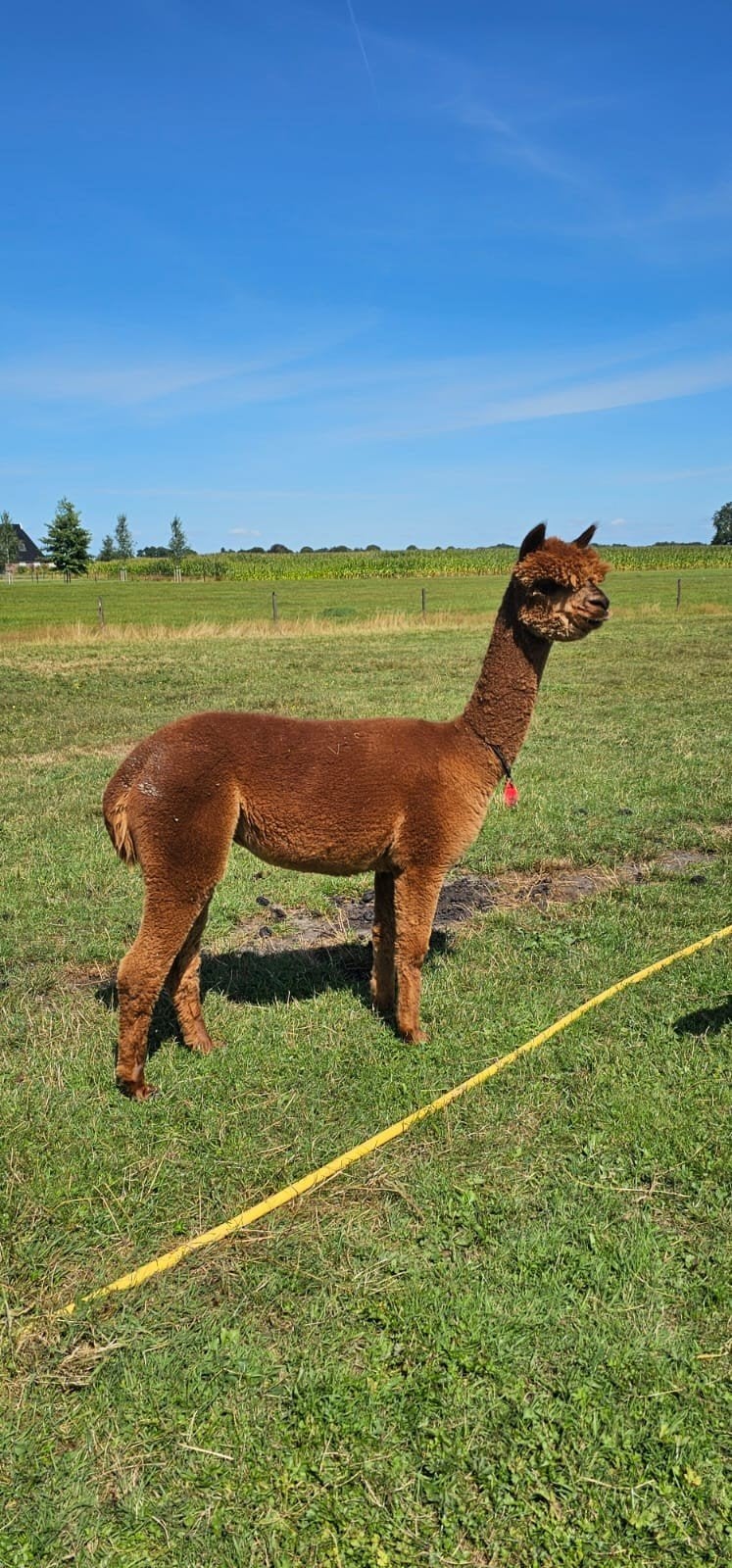 3 alpaca merries, Juni, Meerdere dieren
