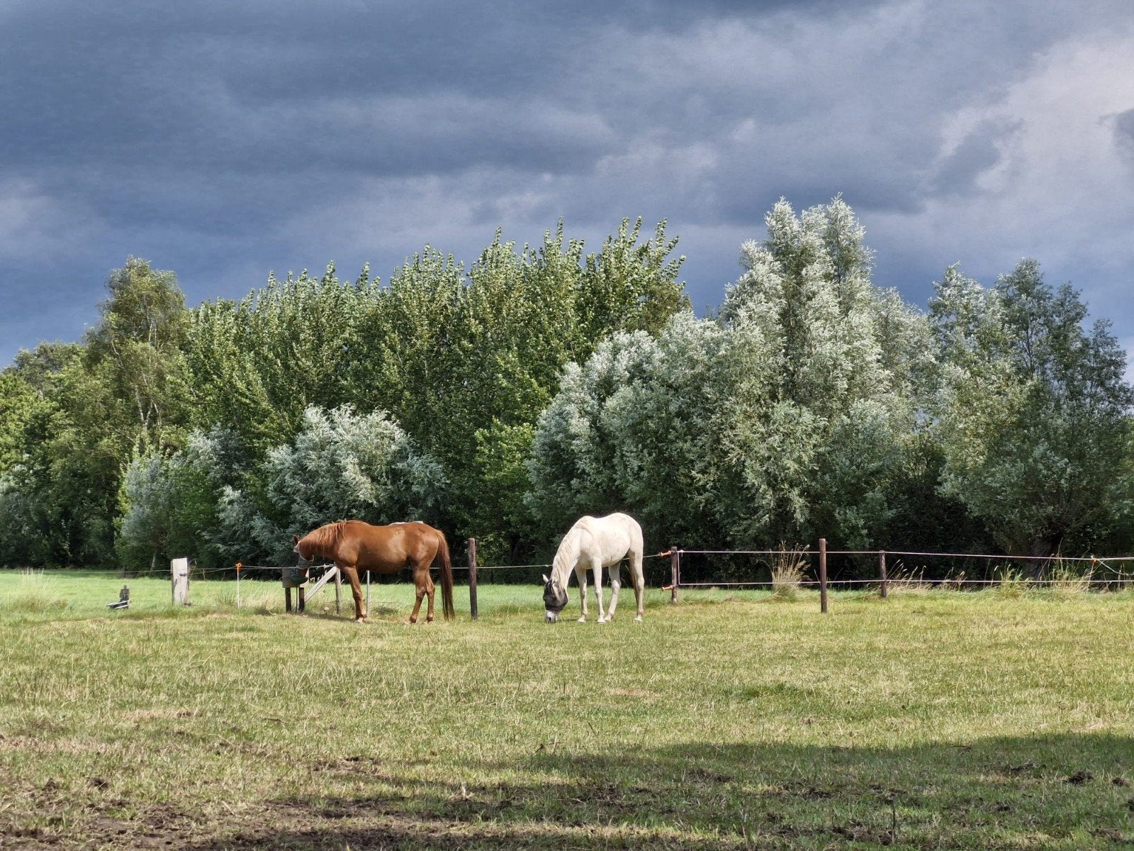 Stalling beschikbaar, Dieren en Toebehoren, Stalling en Weidegang