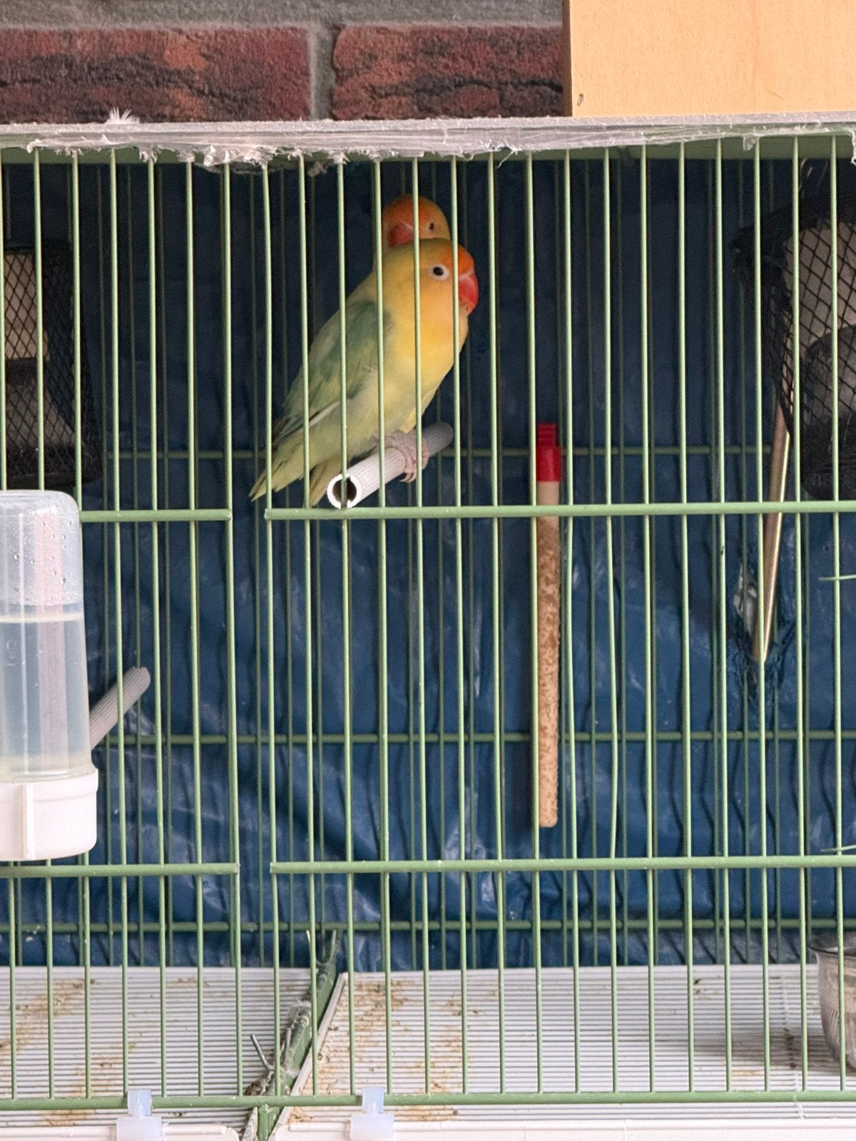 Koppels en jonge parkieten/agapornissen, Dieren en Toebehoren, Meerdere dieren, Dwergpapegaai of Agapornis