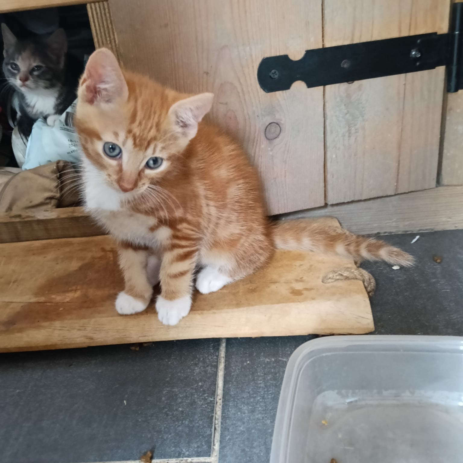 STOER/LIEF ROOD KATERTJE, Kater