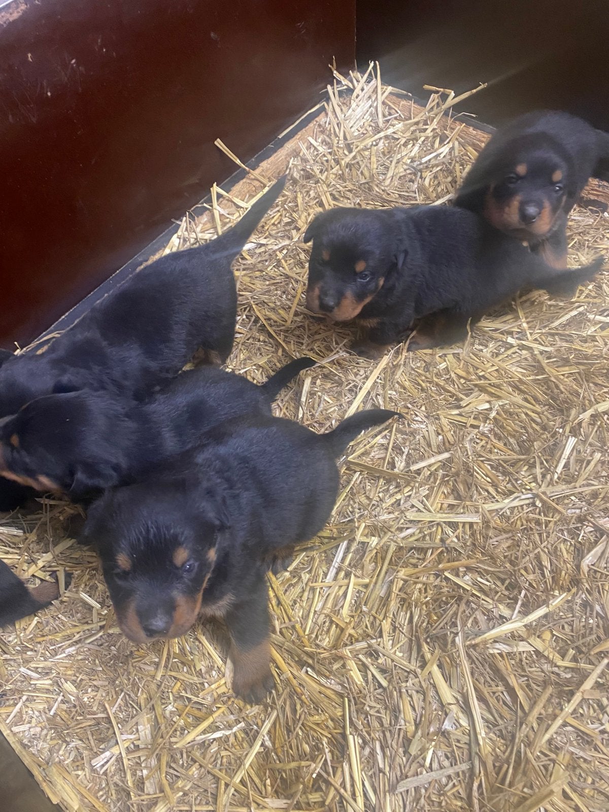 Prachtige raszuivere rottweiler puppy’s, Dieren en Toebehoren, Parvo, 8 tot 15 weken, Meerdere, Meerdere dieren