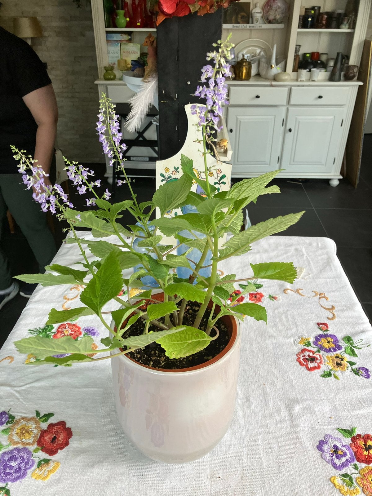 Reumaplant - Plectranthus purpuratus met paarse bloemen, Vaste plant, Halfschaduw, Zomer, Ophalen