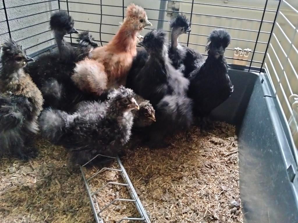 Prachtige kriel zijdehoender, Dieren en Toebehoren, Pluimvee, Geslacht onbekend, Kip