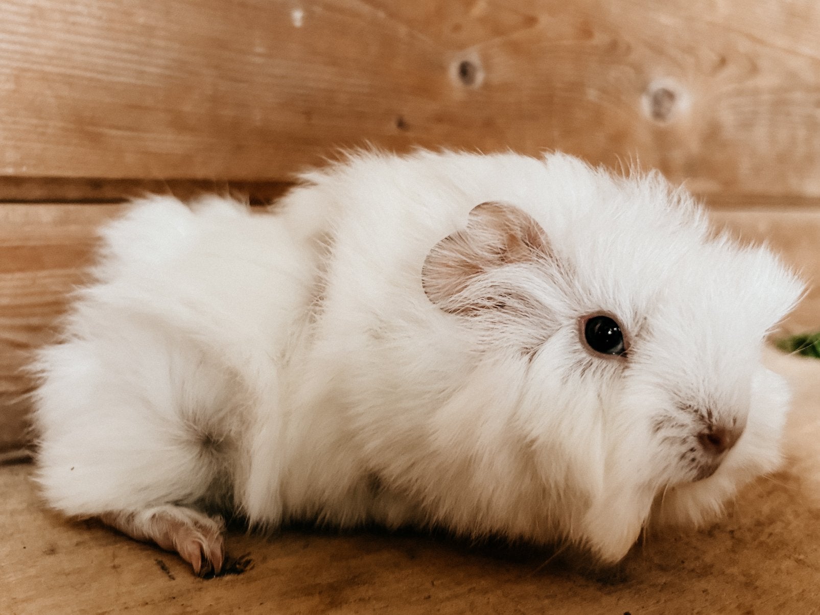 Lieve tamme jonge cavia’s, Cavia, Juni, Meerdere dieren, Tam