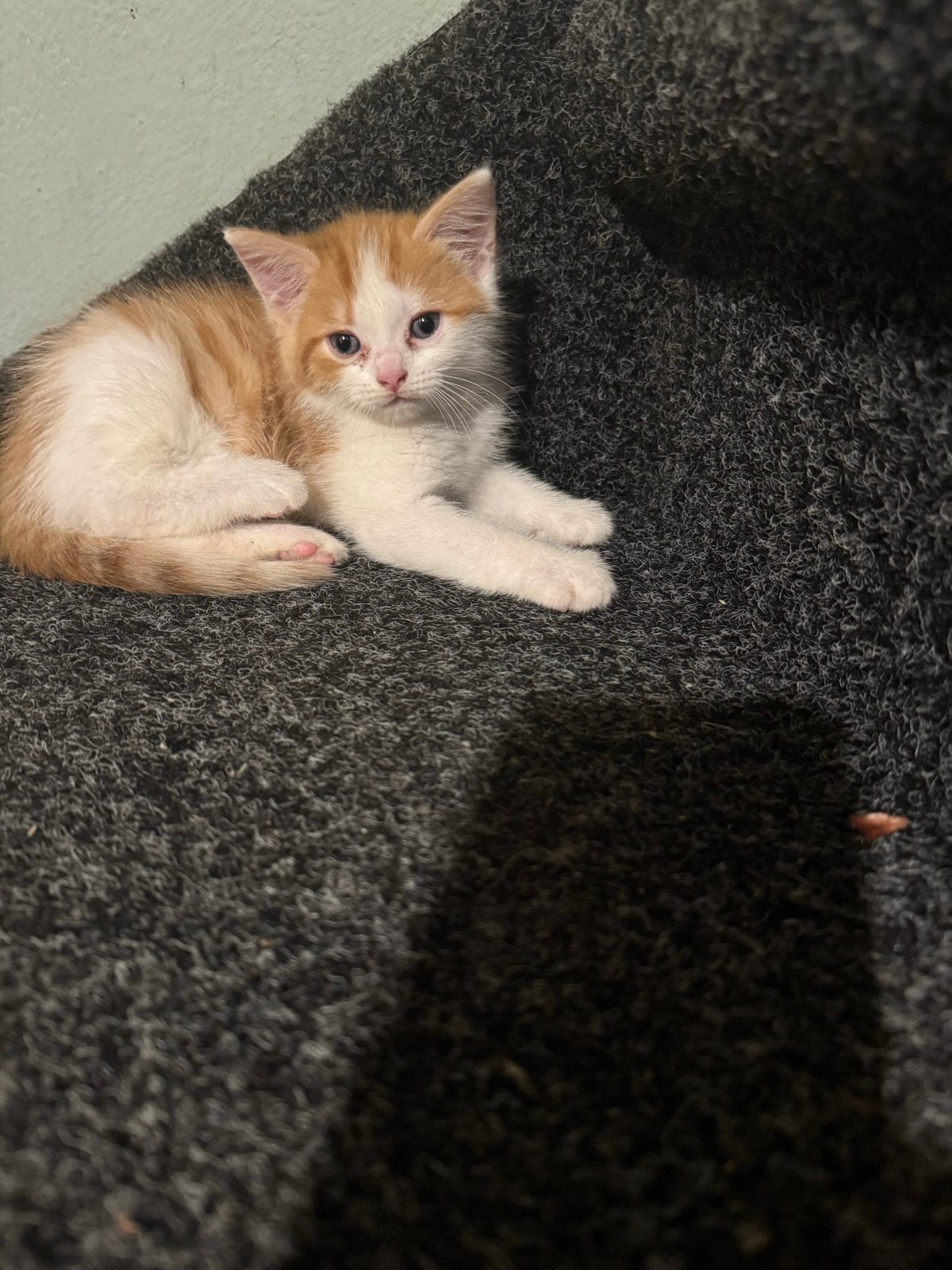 2 kittens, Dieren en Toebehoren