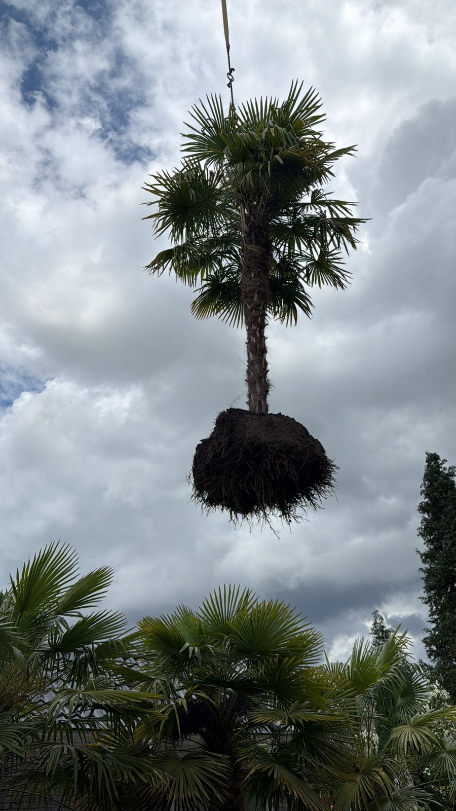Palm bomen, Tuin en Terras, Ophalen, Gehele jaar, Halfschaduw