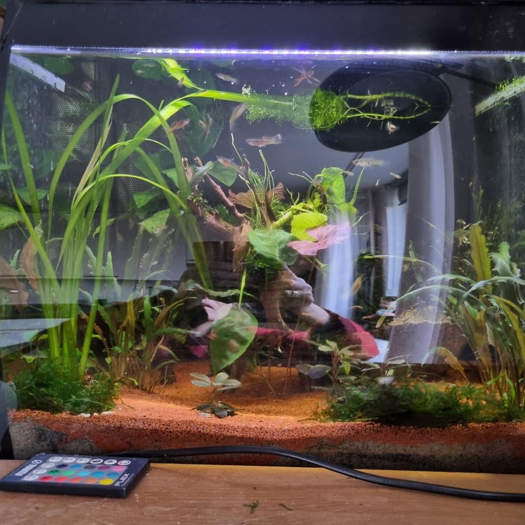 Aquarium, Dieren en Toebehoren, Ophalen, Zo goed als nieuw, Gevuld zoetwateraquarium