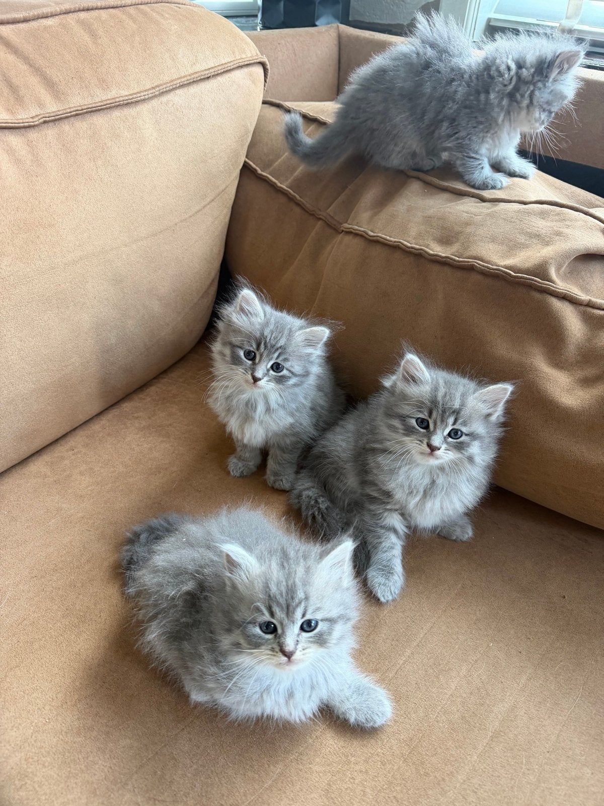 Siberische boskat en Neva Masquerade kittens beschikbaar, Dieren en Toebehoren, Meerdere dieren, Met stamboom, 0 tot 2 jaar