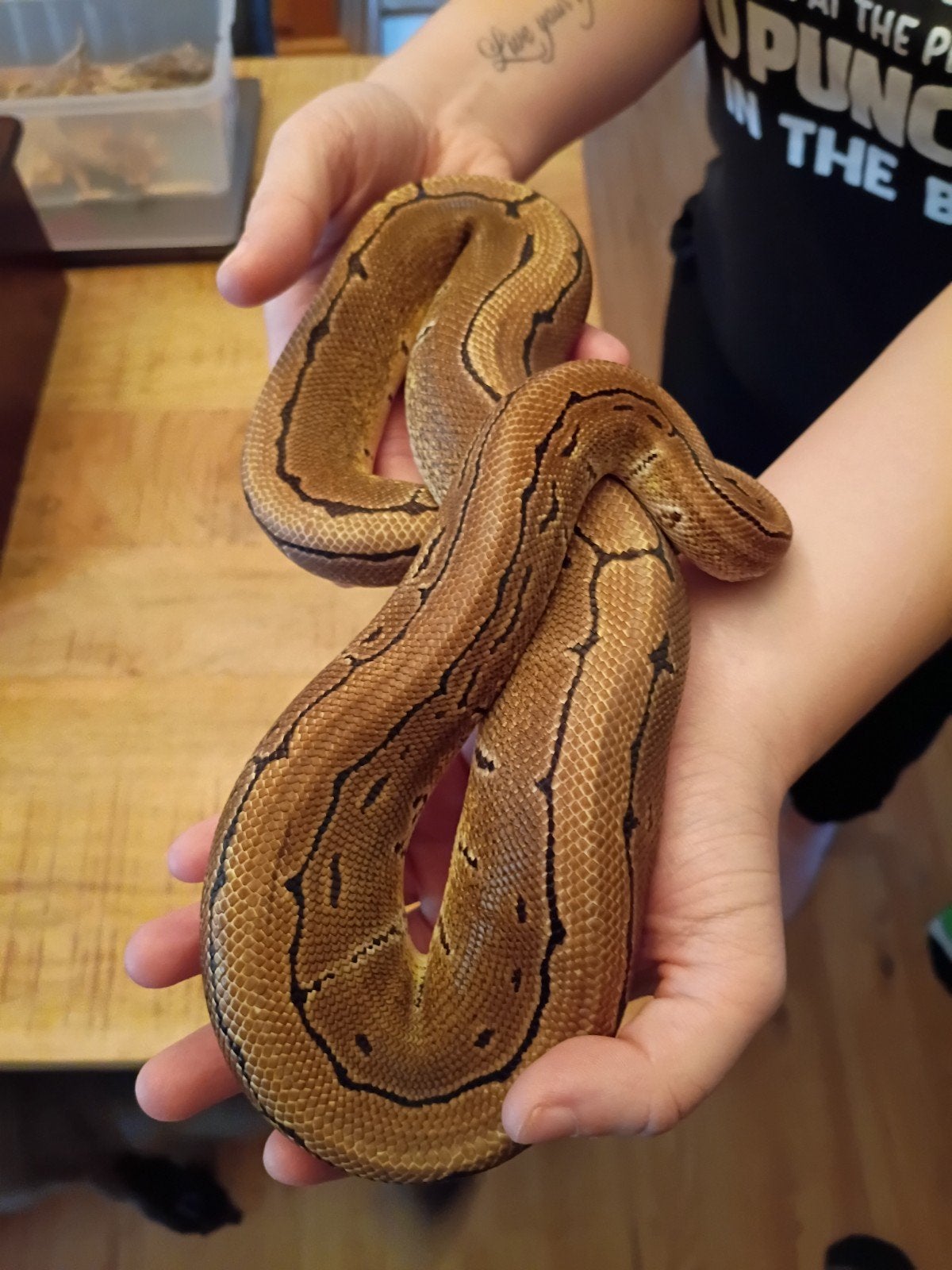 ball python spider Ball Python photo 3