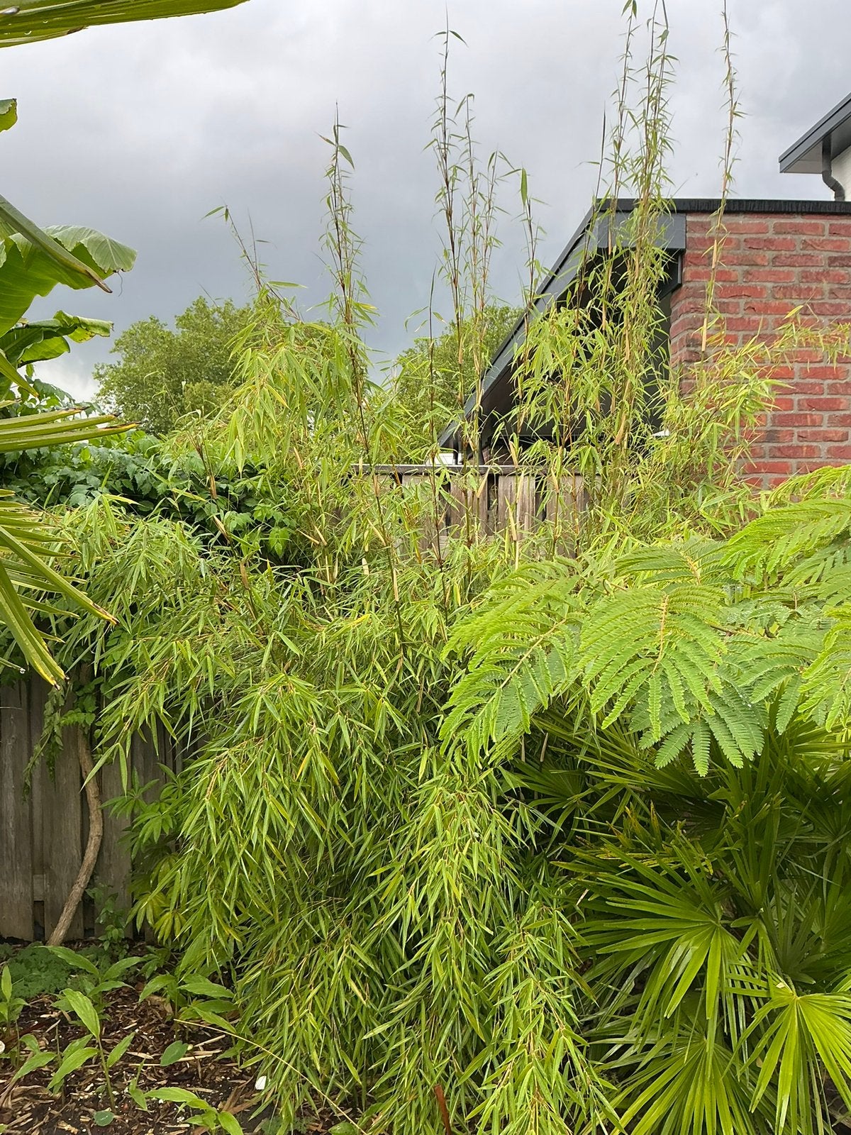 Fargesia robusta 'Campbell' bamboe plant, Overige soorten, Volle zon, Vaste plant, Ophalen of Verzenden