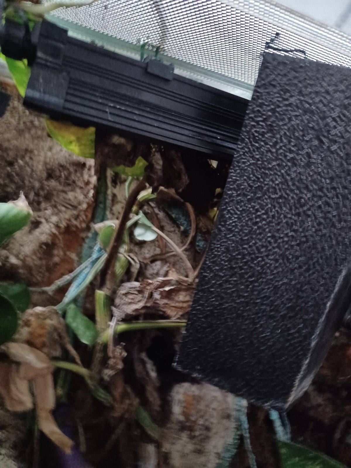 Grote palludarium inclusief gifkikkers., Amfibie, 0 tot 2 jaar