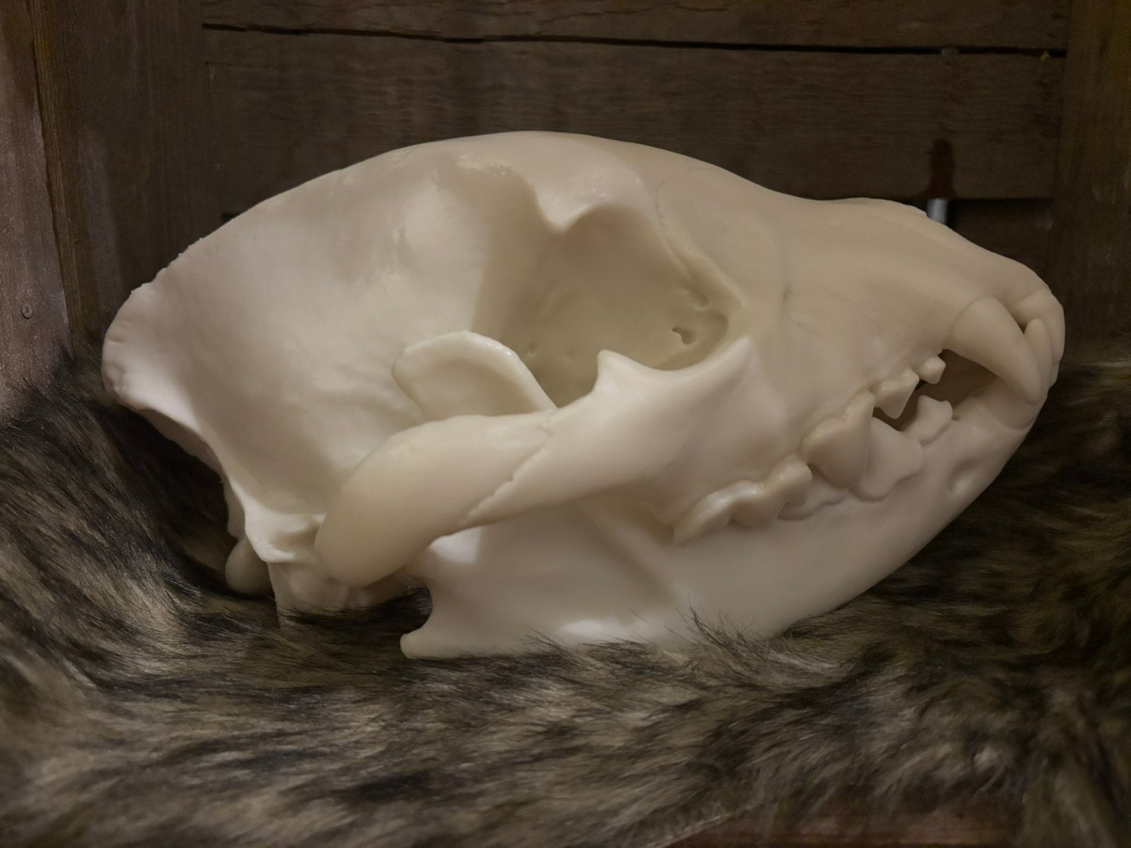 Schedel gevlekte hyena (replica), Ophalen of Verzenden, Zo goed als nieuw, Wild dier, Schedel