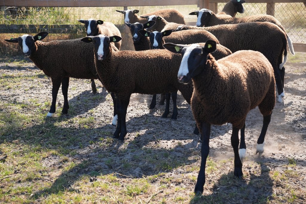 NZS Zwartbles Fokschapen, Dieren en Toebehoren, Meerdere dieren, Schaap, 0 tot 2 jaar