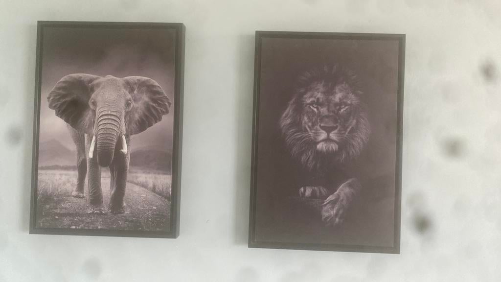 Dieren schilderijen, Ophalen, Minder dan 50 cm, 50 tot 75 cm, Zo goed als nieuw