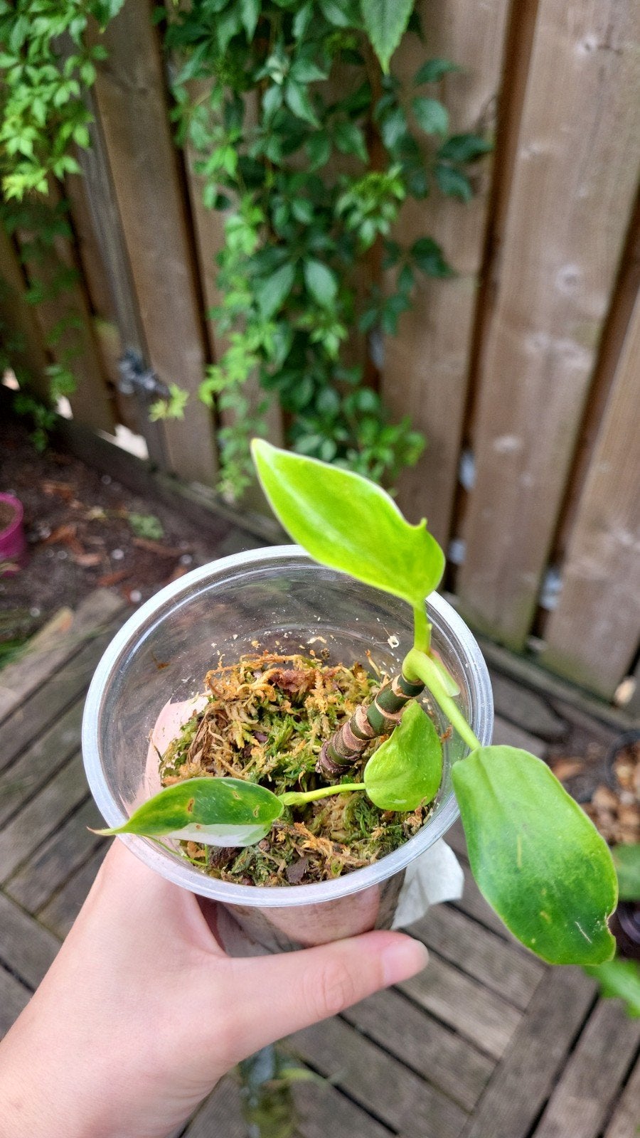 Philodendron White Knight (2 plantjes), Huis en Inrichting, Kamerplanten, Overige soorten, In pot, Minder dan 100 cm, Groene kamerplant
