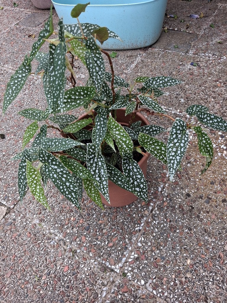 kamerplant stippen begonia exclusief groot pot bloeit, Ophalen, Overige soorten, Halfschaduw, In pot